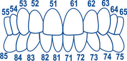 Pediatric Strips, Crown Forms, Anterior, 20 pcs. (1.913)